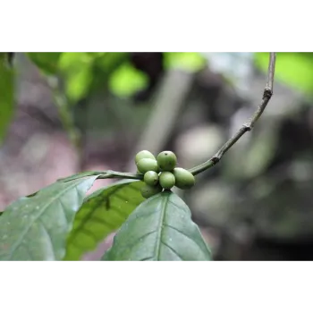 Organic Amla Plant